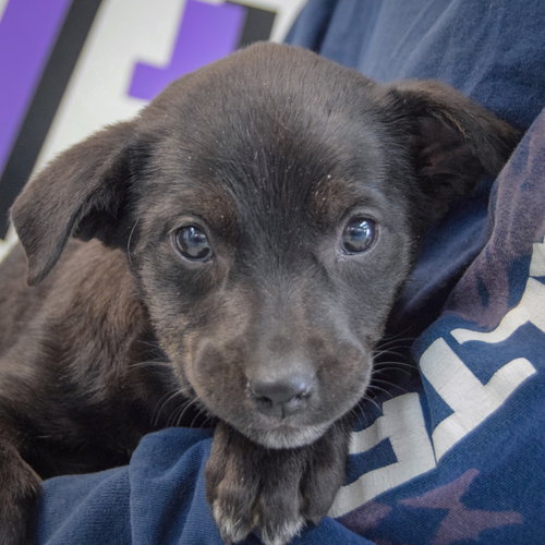 Stiletto, an adoptable Black Labrador Retriever in Huntley, IL