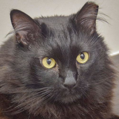 Nibbler, Adult Maine Coon / Domestic Long Hair / Mixed (long coat), cat for adoption in Orland Park, Illinois