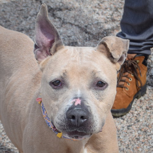 Daisy, an adoptable American Staffordshire Terrier in Huntley, IL