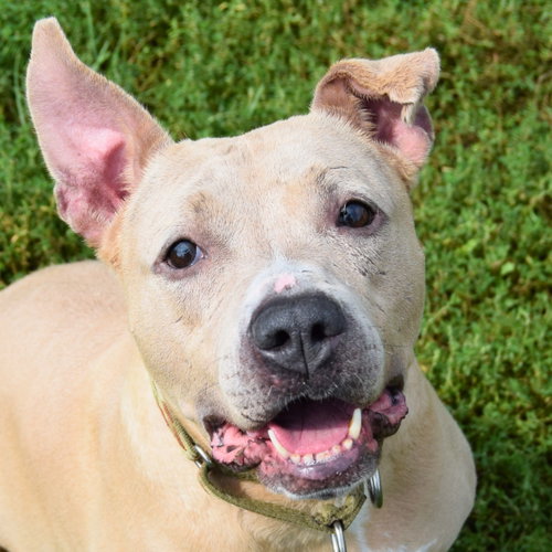 Daisy available through Animal House Shelter