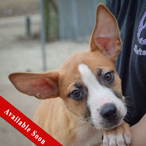 Deezy, an adoptable Bull Terrier in Huntley, IL