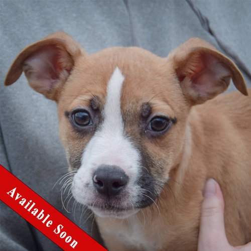 Doogan, an adoptable Bull Terrier in Huntley, IL