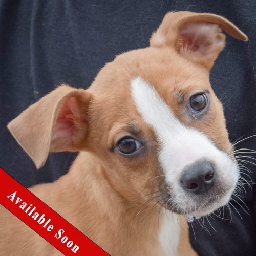 Dorado, an adoptable Bull Terrier in Huntley, IL