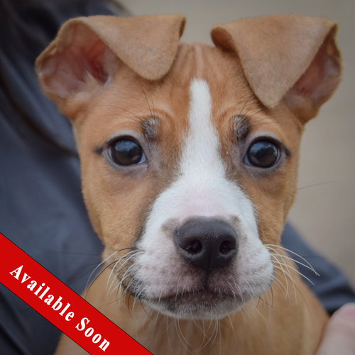 Dreamer, an adoptable Bull Terrier in Huntley, IL