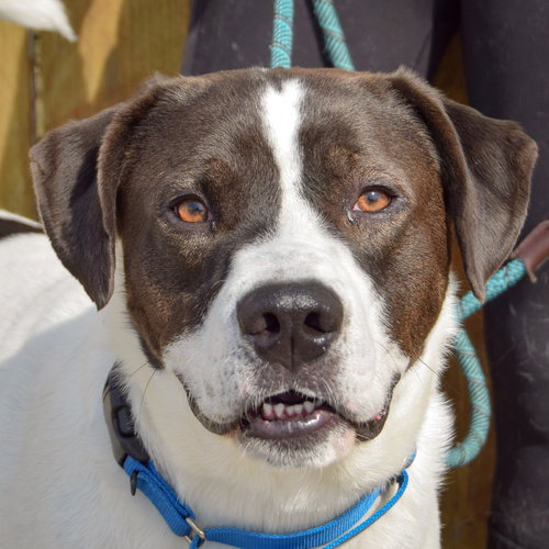 Harold, an adoptable Labrador Retriever in Huntley, IL