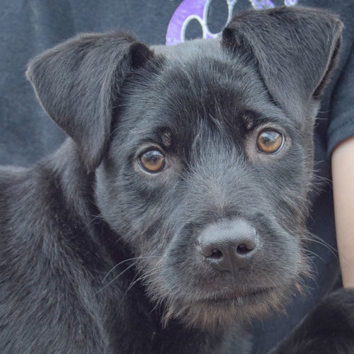 Eeyore, an adoptable Schnauzer in Huntley, IL