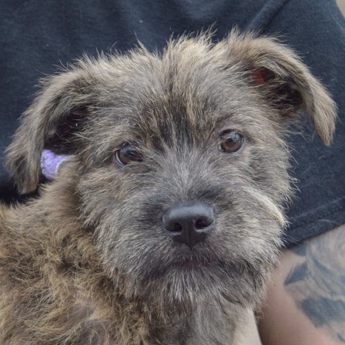 Fanta, an adoptable Schnauzer in Huntley, IL