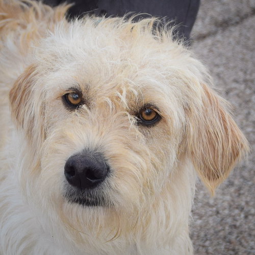 Poppy, an adoptable Poodle in Huntley, IL