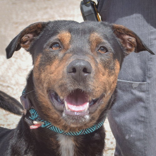 Rebel, an adoptable Rottweiler in Huntley, IL