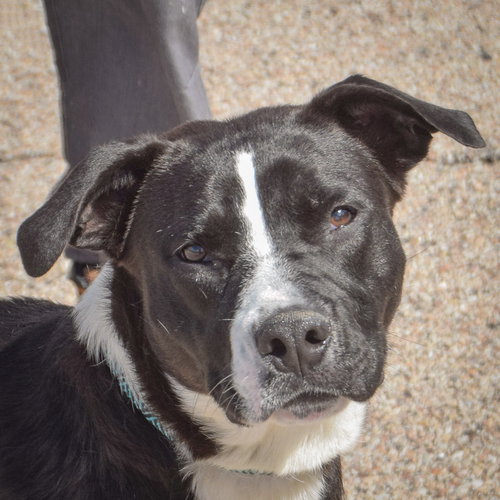 Molly, an adoptable Black Labrador Retriever in Huntley, IL
