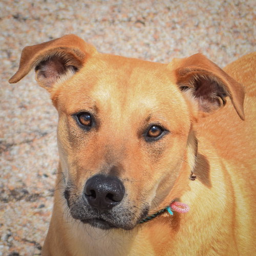 Cassian, an adoptable Yellow Labrador Retriever in Huntley, IL
