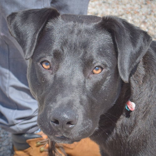 Walter, an adoptable Black Labrador Retriever in Huntley, IL
