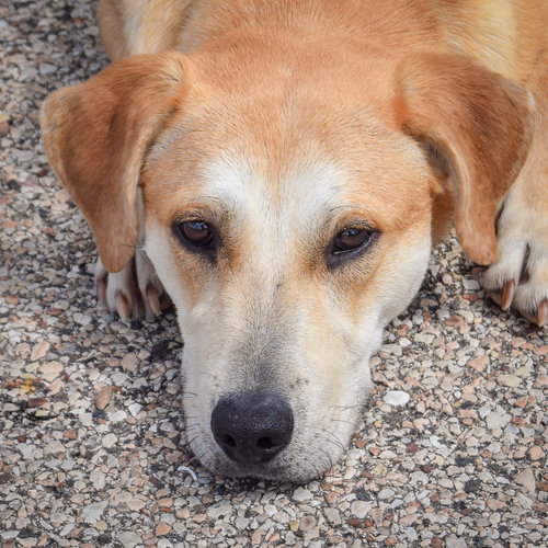 Waylon, an adoptable Yellow Labrador Retriever in Huntley, IL