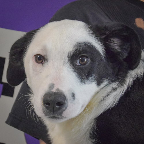 Oliver, an adoptable Border Collie in Huntley, IL