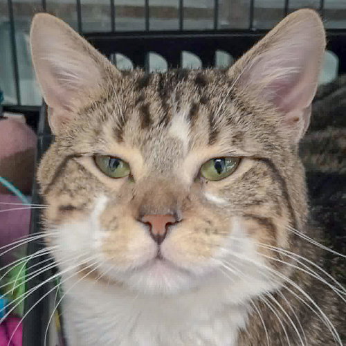 Chevy, Young Tabby / Domestic Short Hair / Mixed (short coat), cat for adoption in Bartlett, Illinois