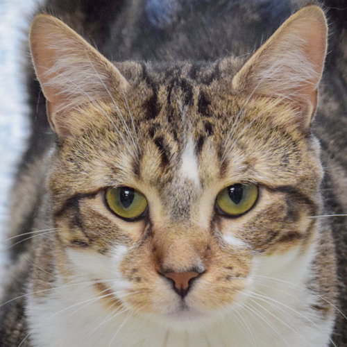 Chevy, a cat for adoption from Animal House Shelter, Inc.