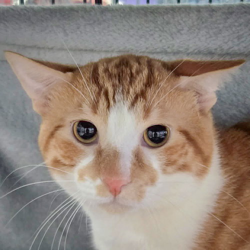 Ford, Young Tabby / Domestic Short Hair / Mixed (short coat), cat for adoption in Bartlett, Illinois