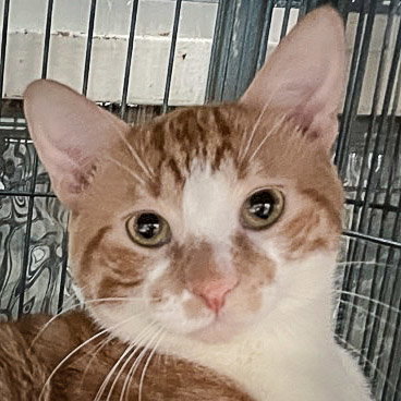 Ford, Young Tabby / Domestic Short Hair / Mixed (short coat), cat for adoption in Des Plaines, Illinois