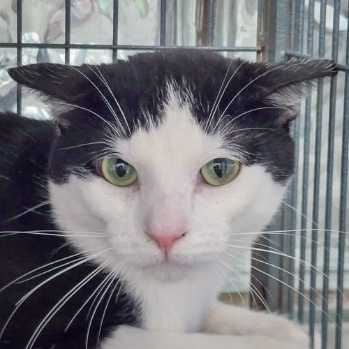 Nissan, Young Domestic Short Hair (short coat), cat for adoption in Bartlett, Illinois