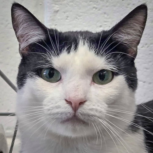 Nissan, Young Domestic Short Hair (short coat), cat for adoption in Des Plaines, Illinois