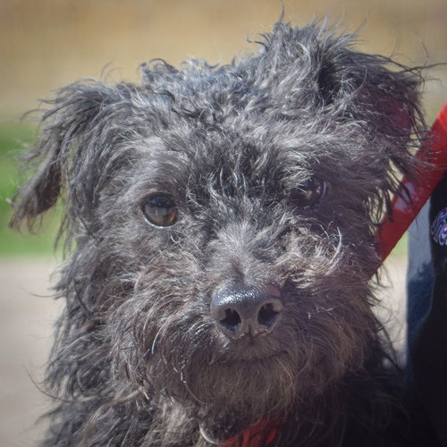 Smitty, an adoptable Yorkshire Terrier Yorkie in Huntley, IL