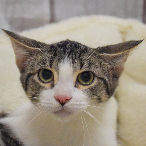 Arrow, an adoptable Tabby in Huntley, IL