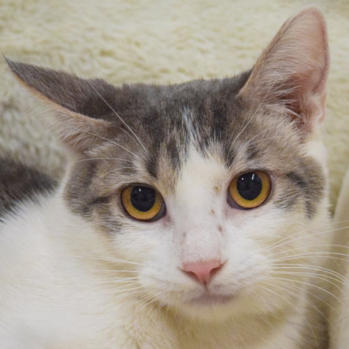 Candy, an adoptable Tabby in Huntley, IL