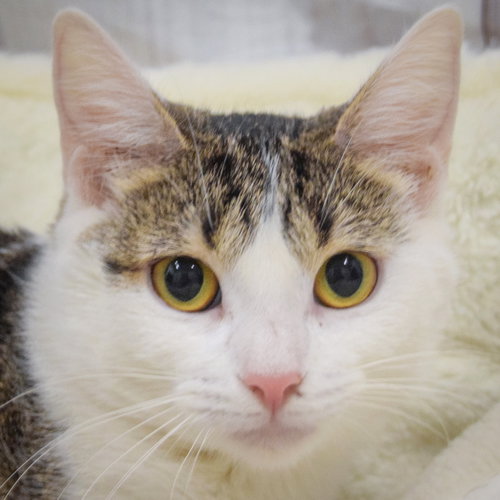 Cupid, an adoptable Tabby in Huntley, IL