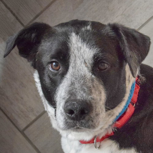 Freckles, an adoptable Cattle Dog in Huntley, IL