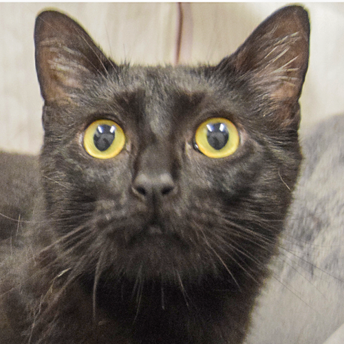 Frankie, an adoptable Bombay in Huntley, IL