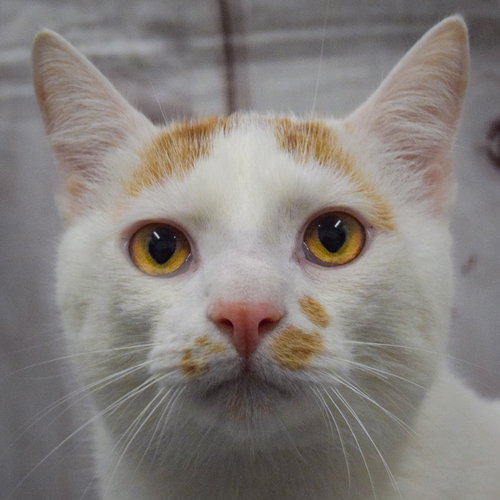 Maverick, an adoptable Tabby in Huntley, IL