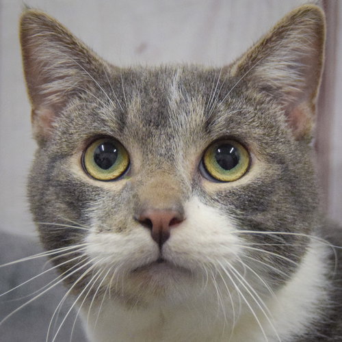 Monkey, an adoptable Tabby in Huntley, IL