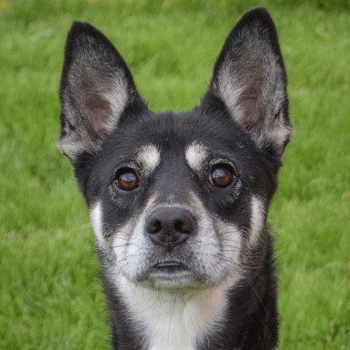 Sakura, an adoptable German Shepherd Dog in Huntley, IL