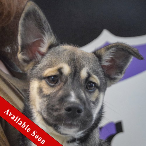 Willow, an adoptable German Shepherd Dog in Huntley, IL
