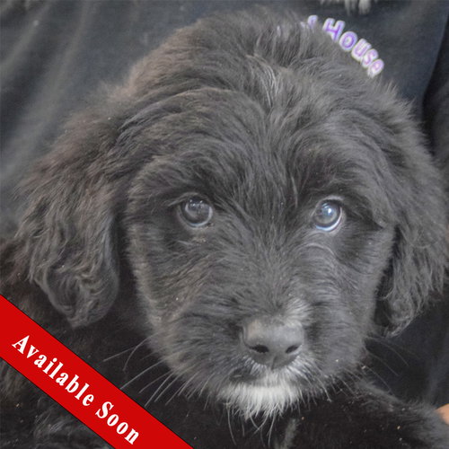 Fettuccini, an adoptable Golden Retriever in Huntley, IL