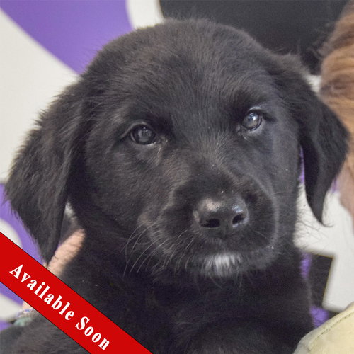 Macaroni, an adoptable Golden Retriever in Huntley, IL