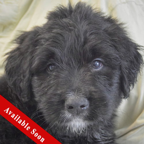 Rigatoni, an adoptable Golden Retriever in Huntley, IL