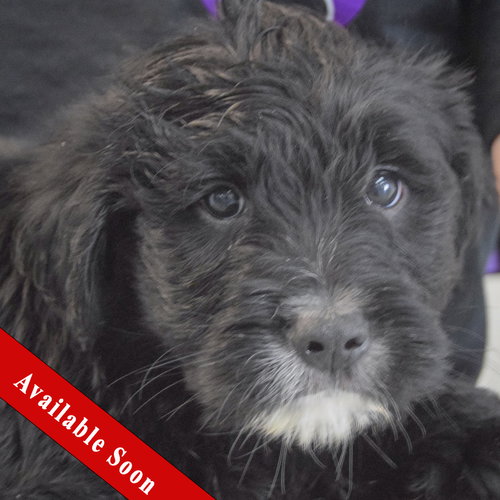 Ziti, an adoptable Golden Retriever in Huntley, IL