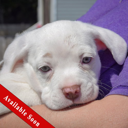 Baby Ruth, an adoptable American Staffordshire Terrier in Huntley, IL
