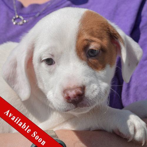 Reeses, an adoptable American Staffordshire Terrier in Huntley, IL