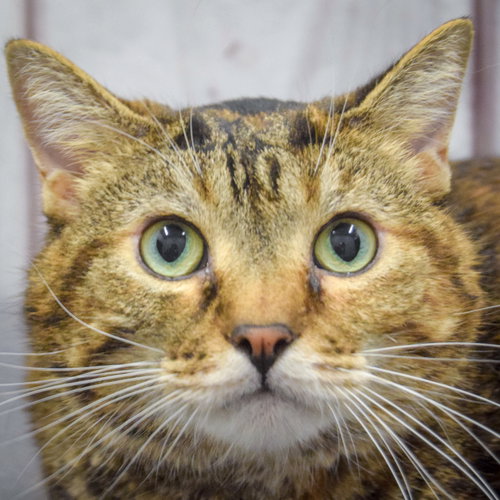 Lucy, an adoptable Torbie in Huntley, IL