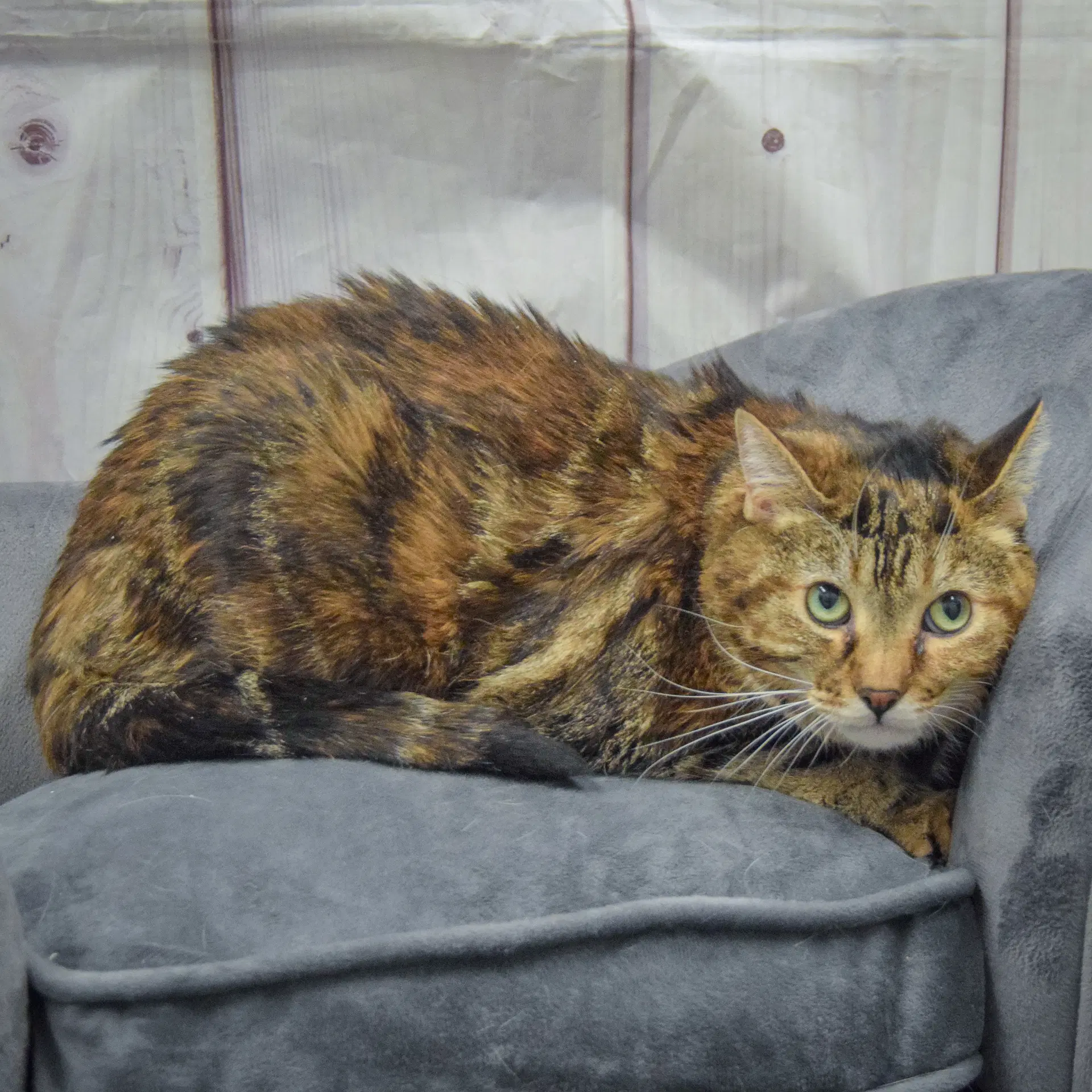 Lucy image 4