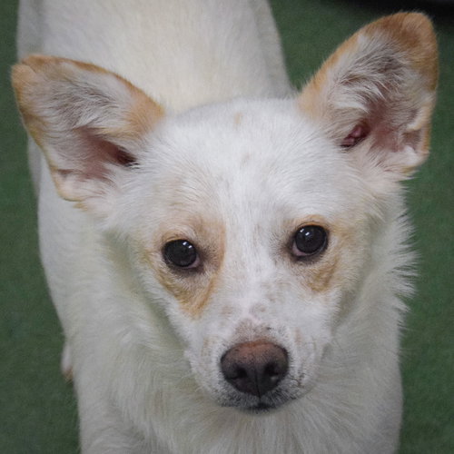 Heaven, an adoptable Corgi in Huntley, IL