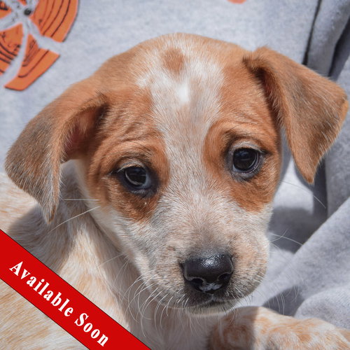 Maggie, an adoptable Cattle Dog in Huntley, IL