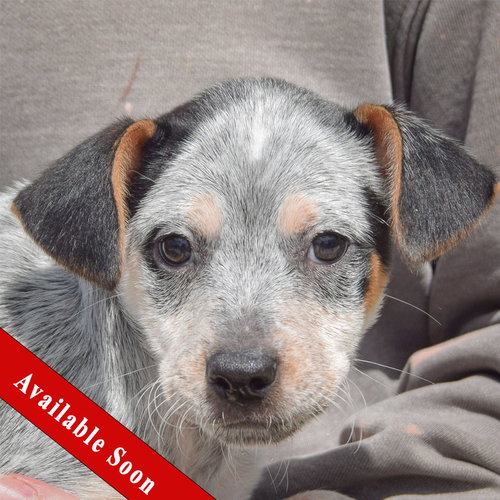 Marcus, an adoptable Cattle Dog in Huntley, IL