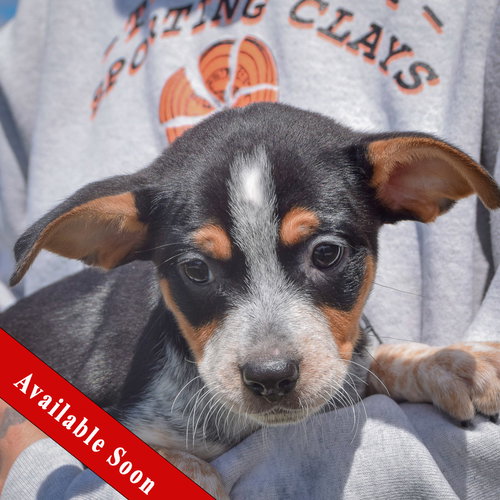 Mario, an adoptable Cattle Dog in Huntley, IL
