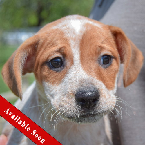 Matilda, an adoptable Cattle Dog in Huntley, IL