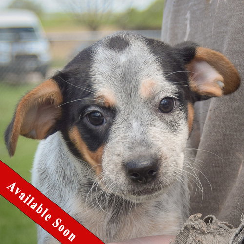 Melissa, an adoptable Cattle Dog in Huntley, IL