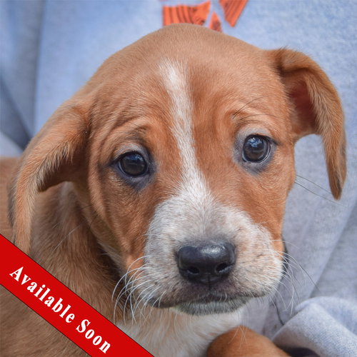 Mikey, an adoptable Cattle Dog in Huntley, IL