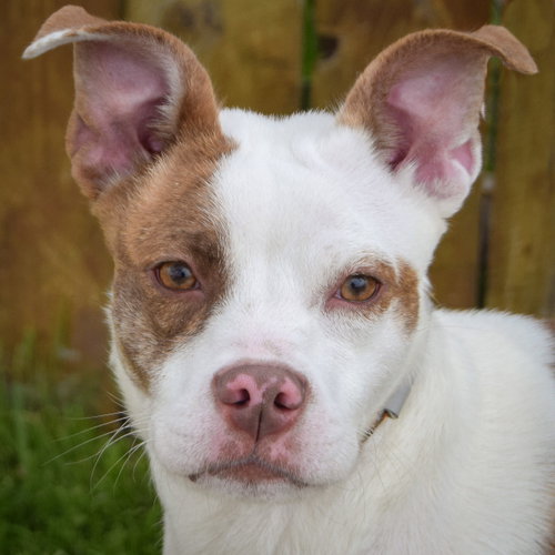 Anya, an adoptable American Staffordshire Terrier in Huntley, IL